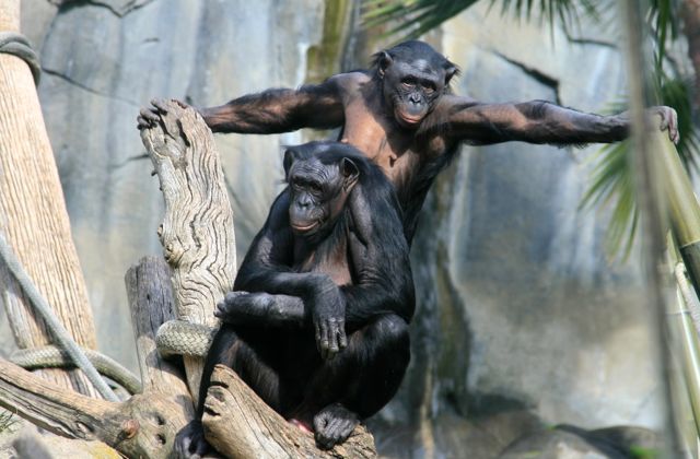 Monos en el Zoológico de San Diego.