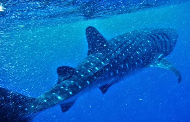 Cómo hacer snorkel con tiburones ballena en Cancún