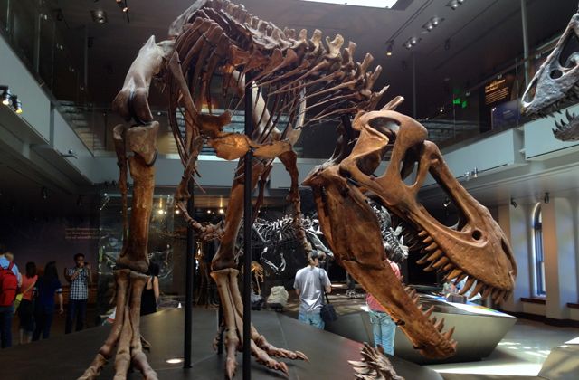 Fósiles de dinosaurios en el Museo de Historia Natural de Los Ángeles. 