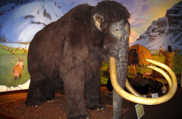 Wooly Mammoth en el Page Museum de Los Ángeles. 