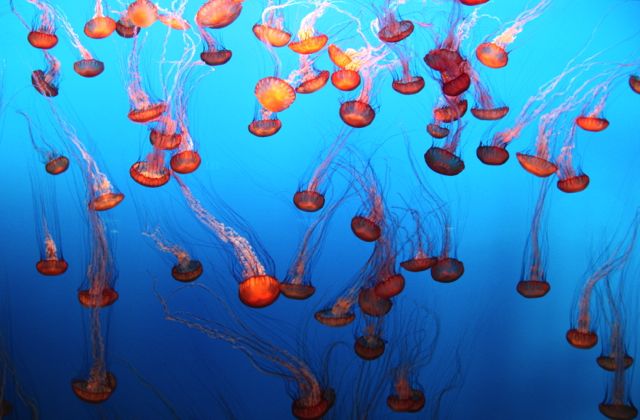Tanque de medusas en el Acuario de la Bahía de Monterey.