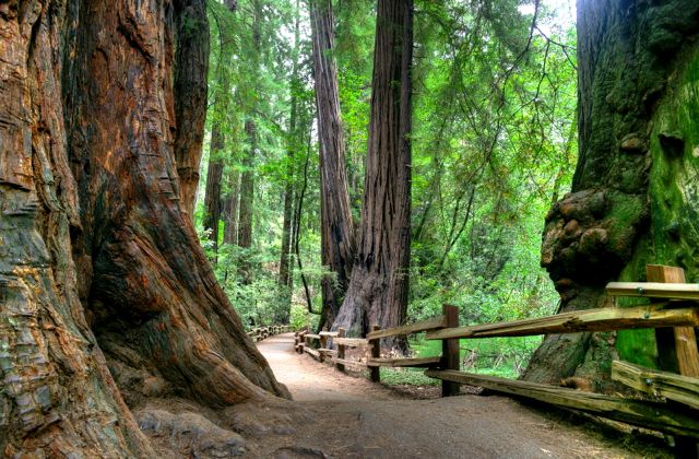 Muir Woods en el condado de Marin al norte de San Francisco.