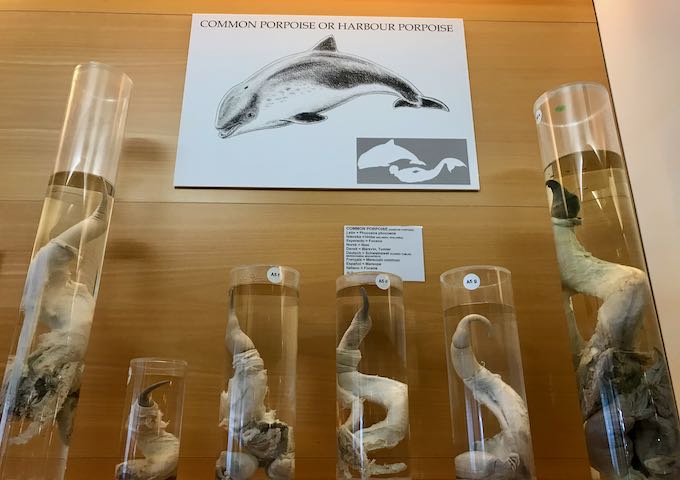 El Museo Falológico de Islandia está dedicado a los penes de animales.