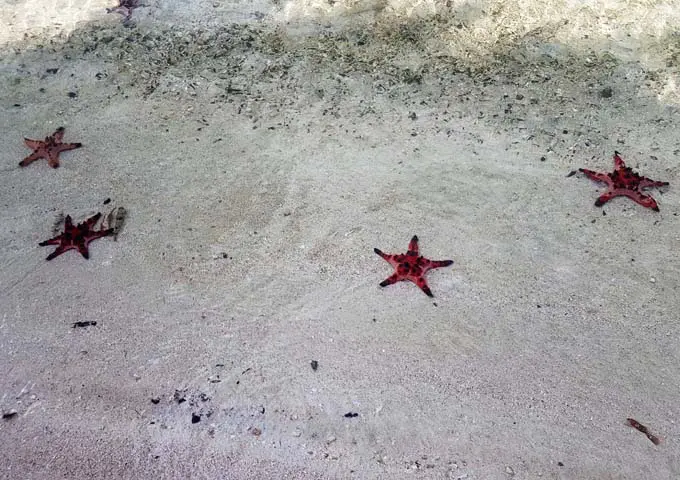 La playa suele estar sembrada de inofensivas estrellas de mar.