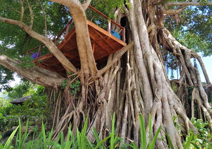 El complejo cuenta con un árbol de higuera gigante con una gran casa en el árbol.