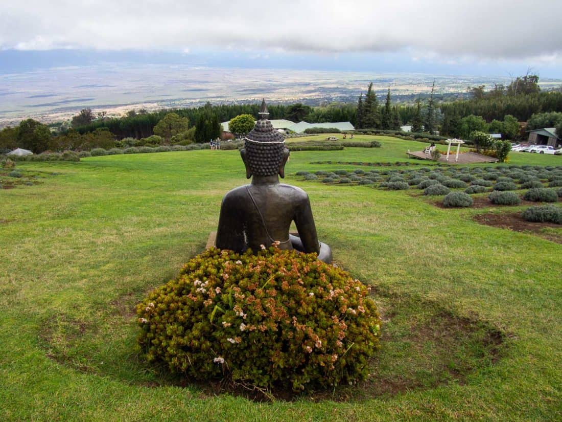 Estado de Buda con vistas a los campos de lavanda en Alii Lavender Farm en Maui Upcountry