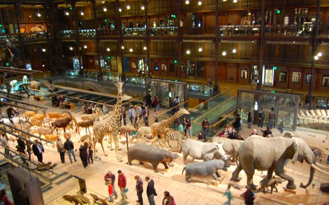 Museo de Historia Natural con Niños