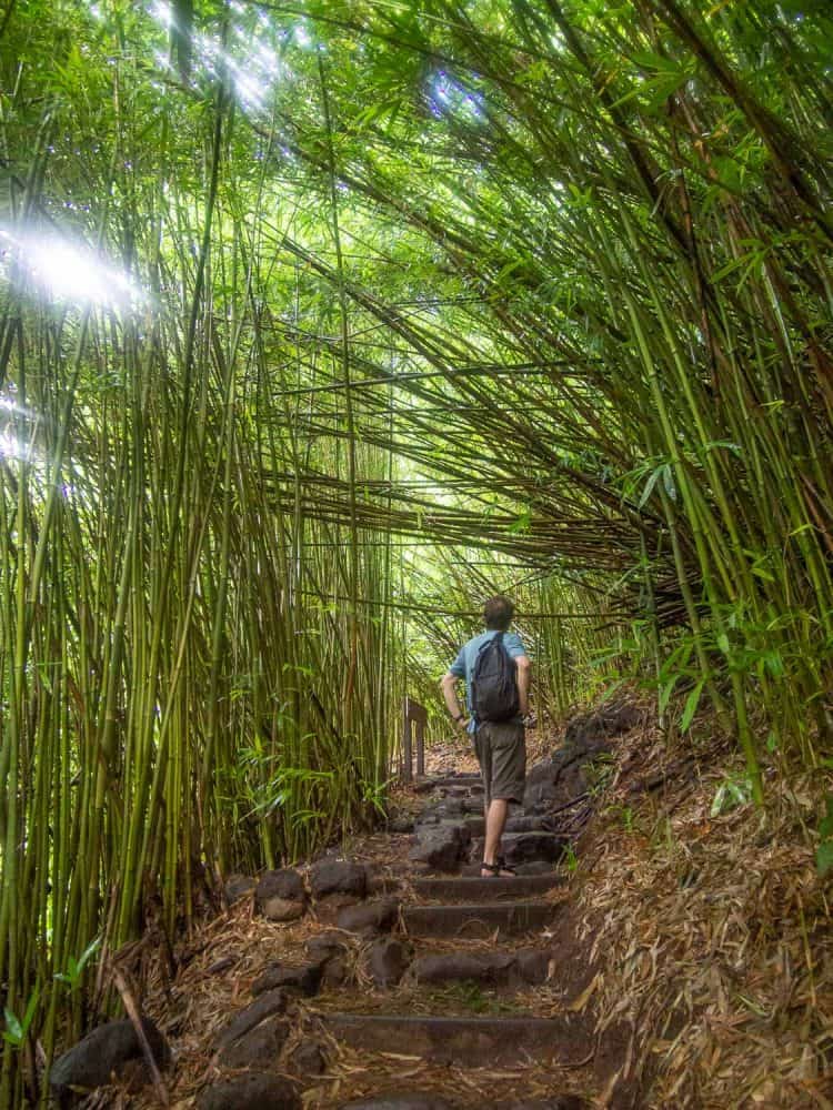 El bosque de bambú en Pipiwai Trail on the Road to Hana es uno de los mejores lugares para visitar en Maui
