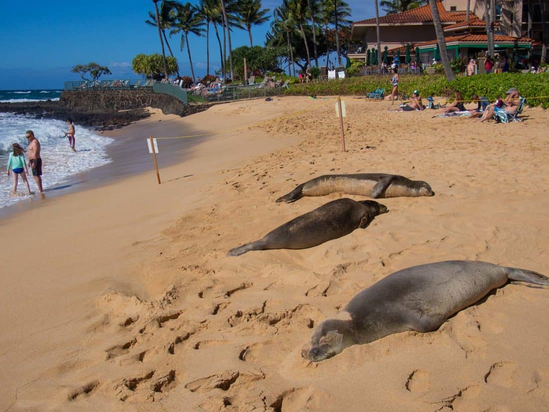 Las focas monje en Poipu Beach en Kauai, Hawaii
